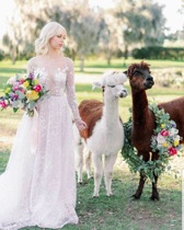 Lumi & Lando the Alpacas on a Wedding Shoot.